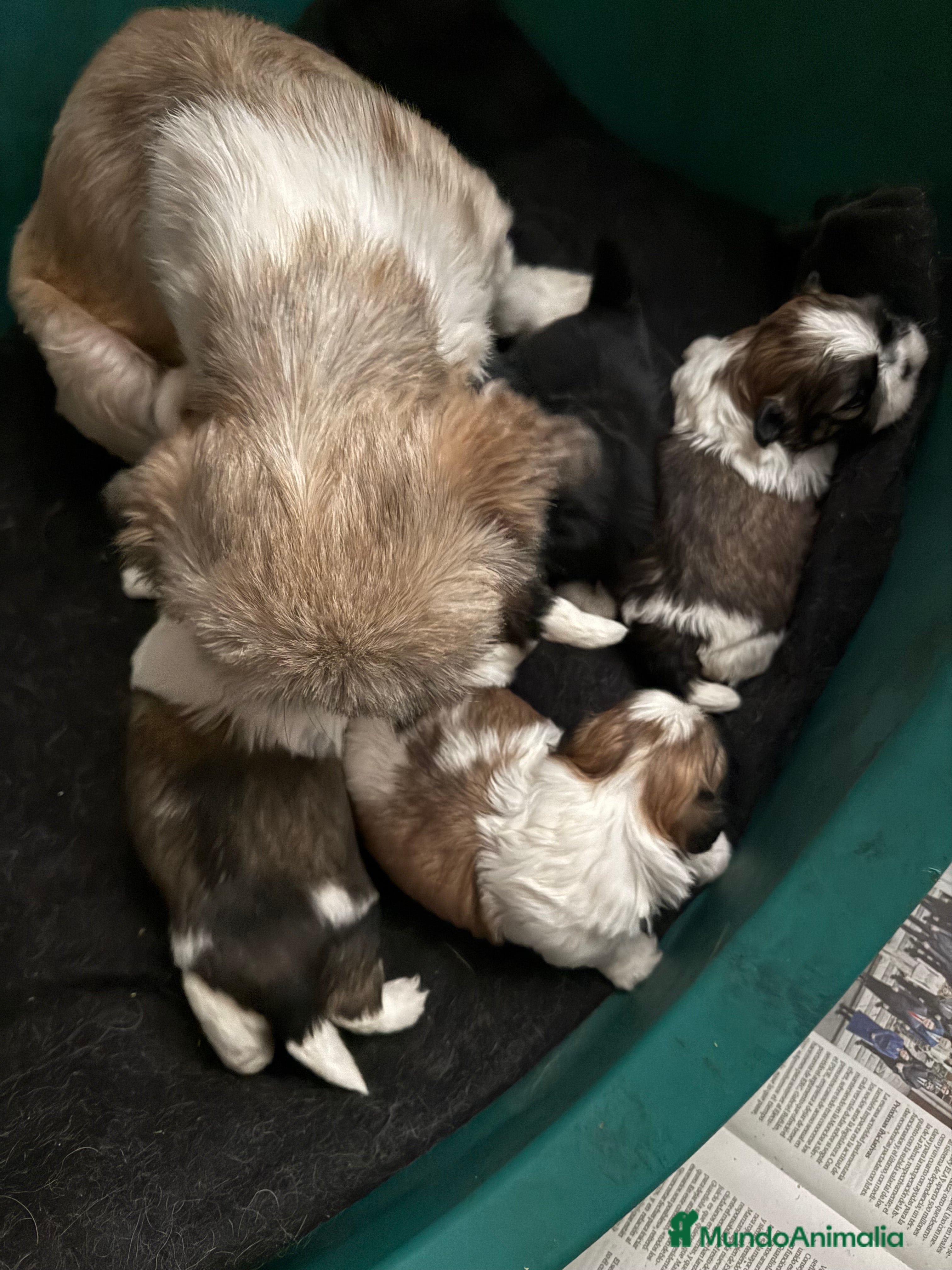 Shih Tzu perros Shihtzu tricolor - Anuncio 2