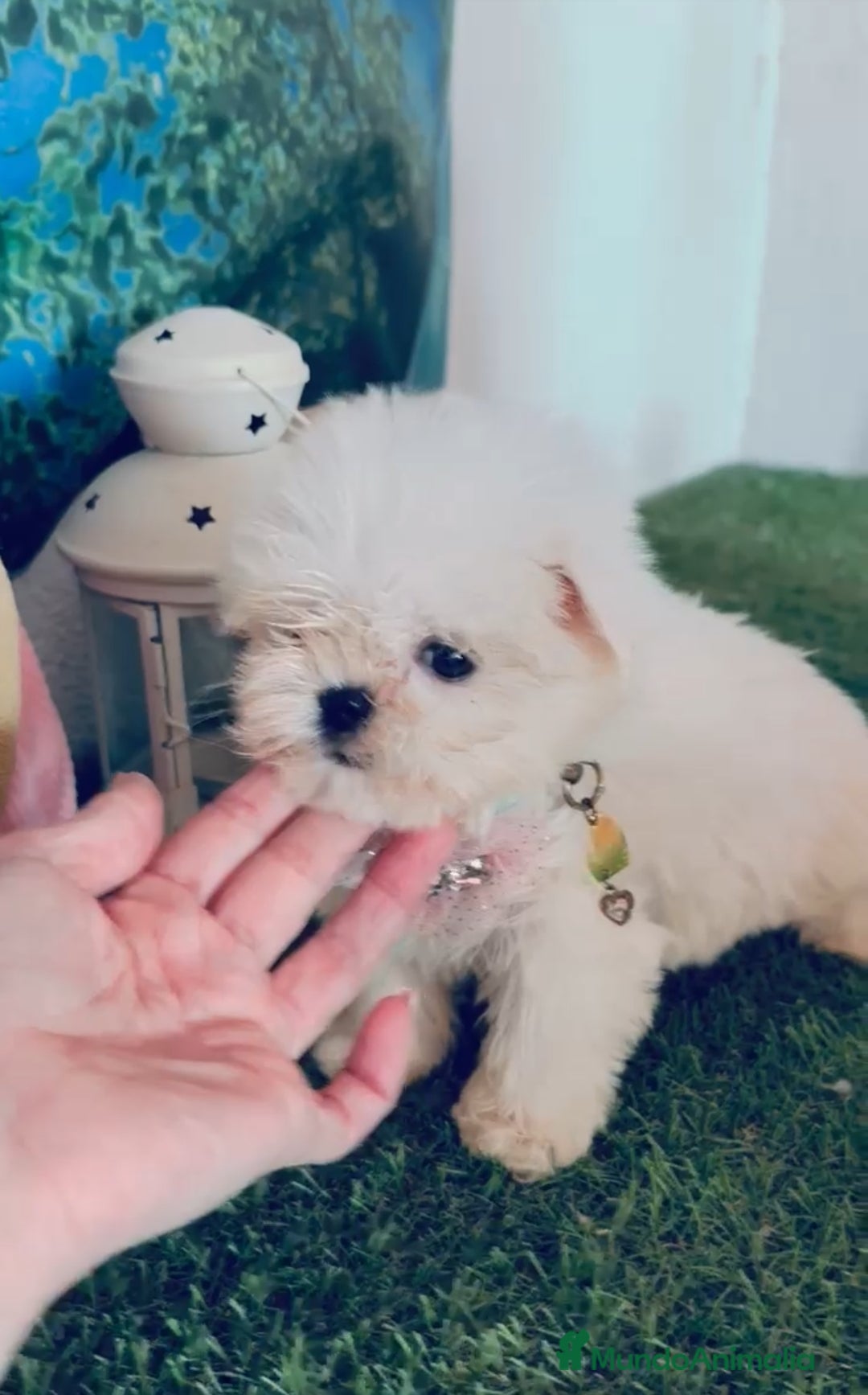 Bichón Maltés perros Bichón maltes coreano - Anuncio 4