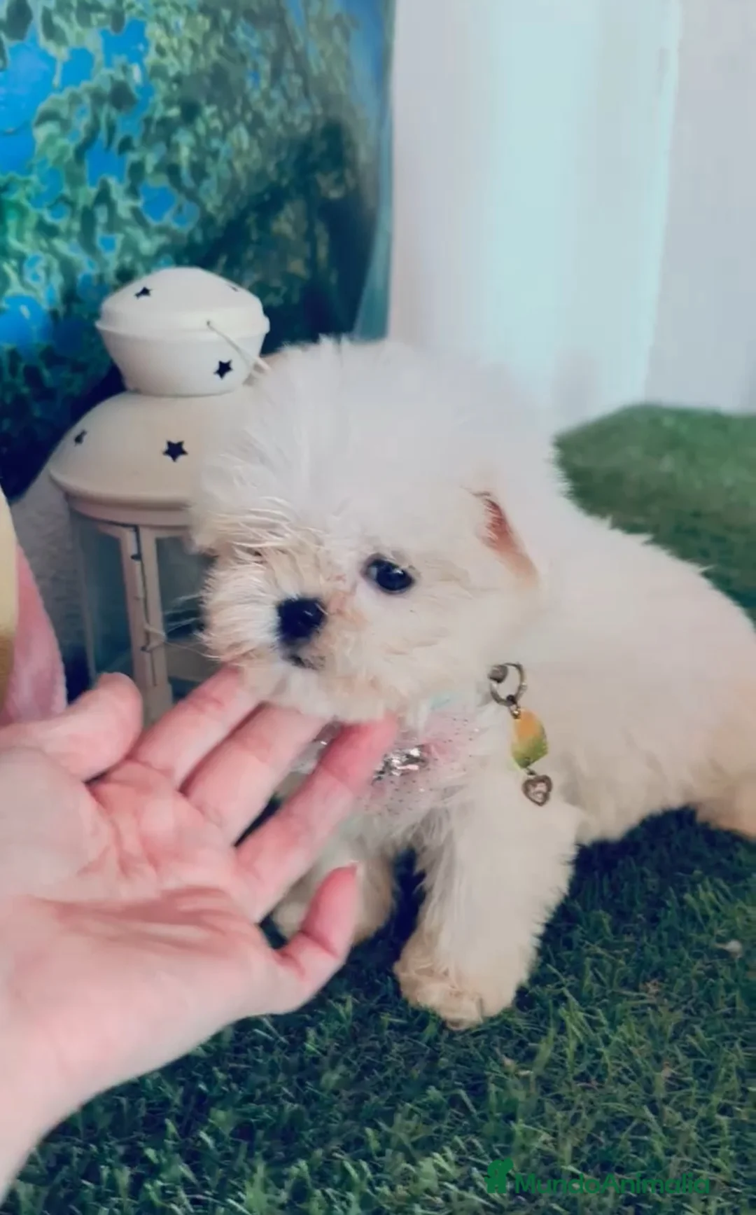 Bichón Maltés perros en venta: Bichón maltes coreano - Anuncio 1