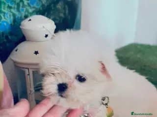 Bichón Maltés perros Bichón maltes coreano - Anuncio 2