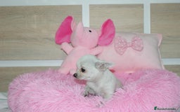 Chihuahua perros en venta: CHIHUAHUAS  - Imagen 11