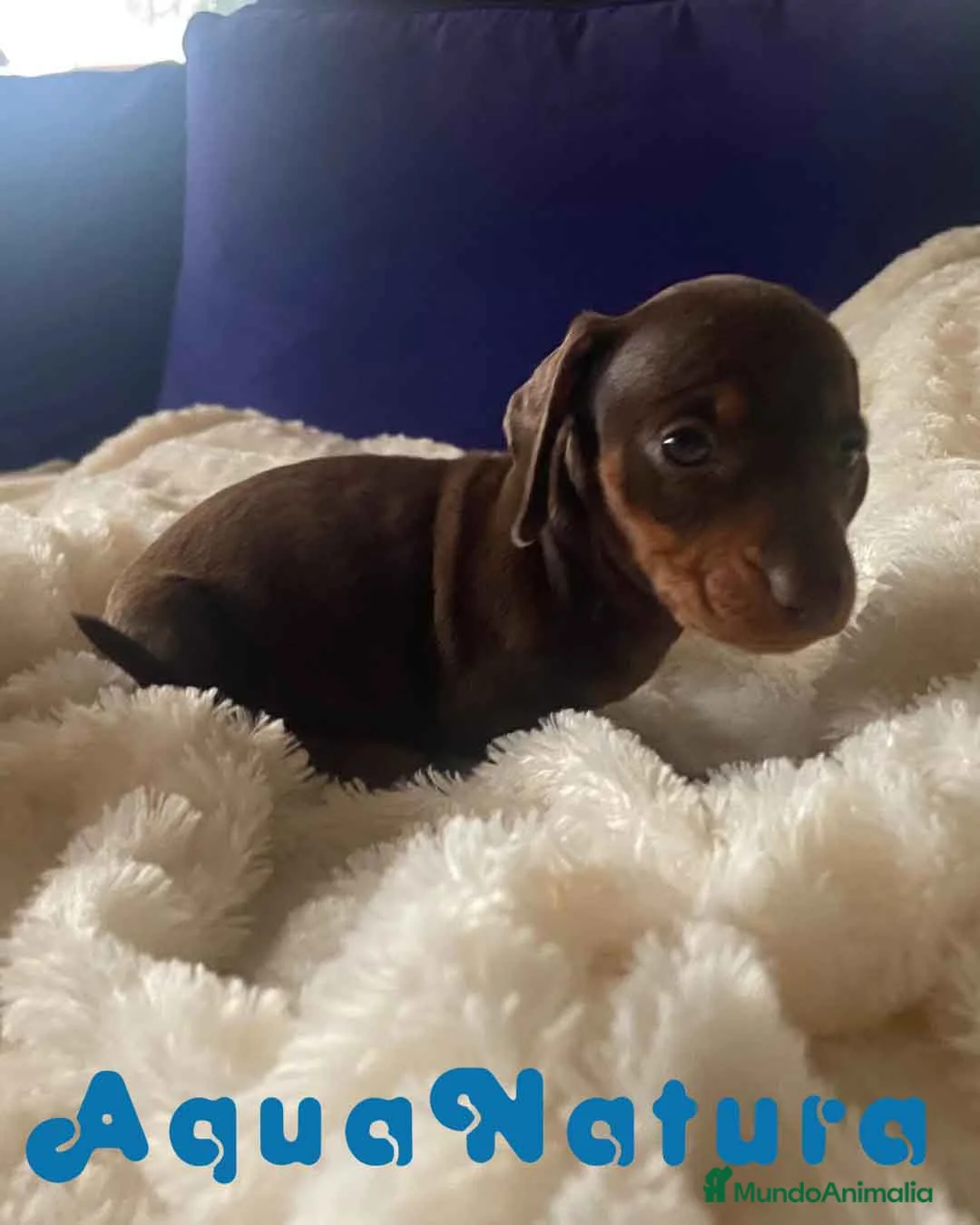 Teckel perros en venta:  Teckel Macho de Kily y Tilo 1883 AQUANATURA en Barcelona - Anuncio 7