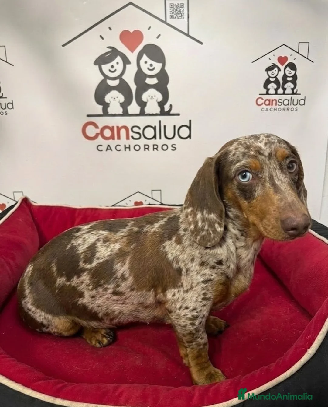 Teckel perros en venta: teckel - Anuncio 5