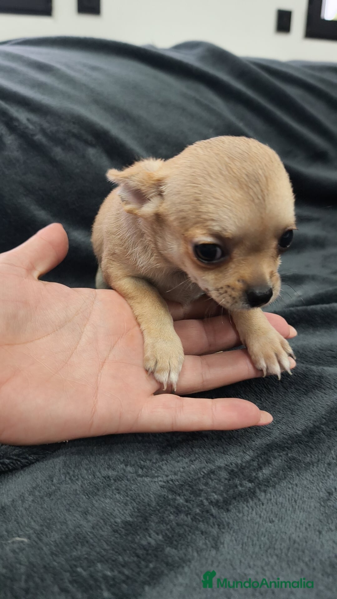 Chihuahua perros en venta: Chihuahua hembra Toy  - Imagen 3