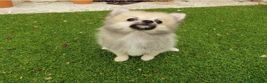 Pomerania Cachorro 1