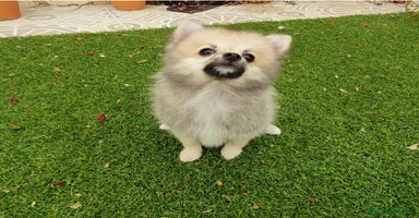 Pomerania perros - Anuncio 1