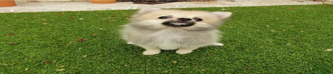 Pomerania Cachorro 1