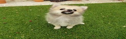 Pomerania perros en venta: Pomerania Cachorros Mini - Anuncio 6