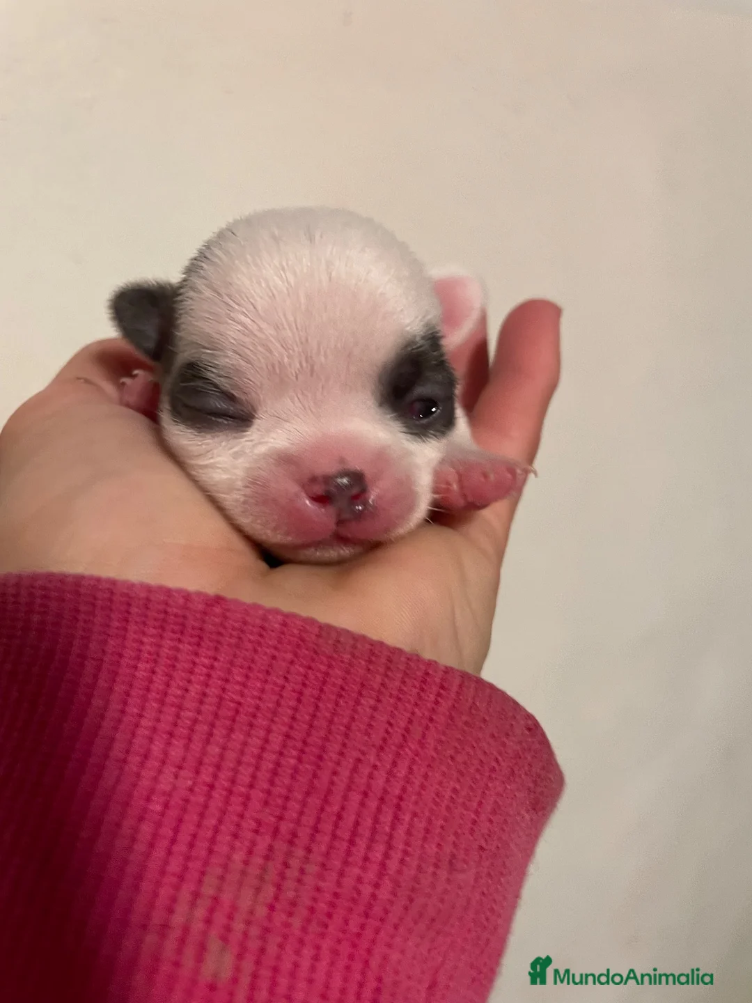 Chihuahua perros en venta: Cachorros de chihuahua - Anuncio 5