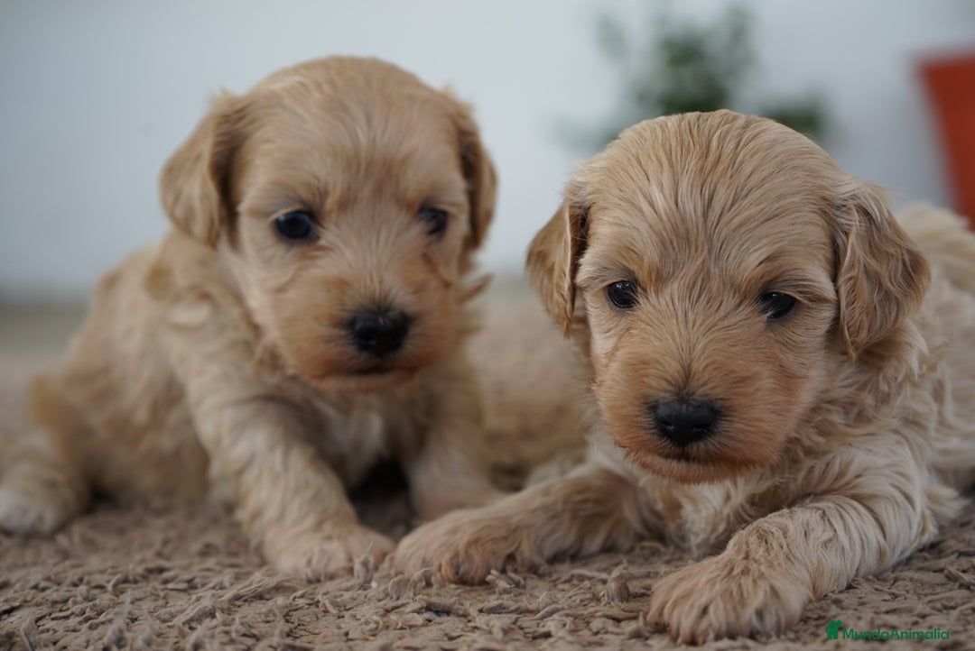 Maltipoo perros en venta: 🌸Tres pequeñas Maltipoo · Red Suco, Flora y Grey✨ - Imagen 4