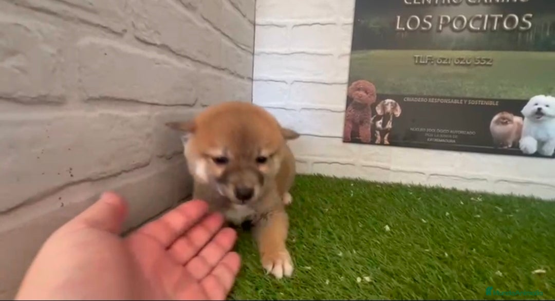 Shiba Inu perros en venta: Shiba inu  - Anuncio 5