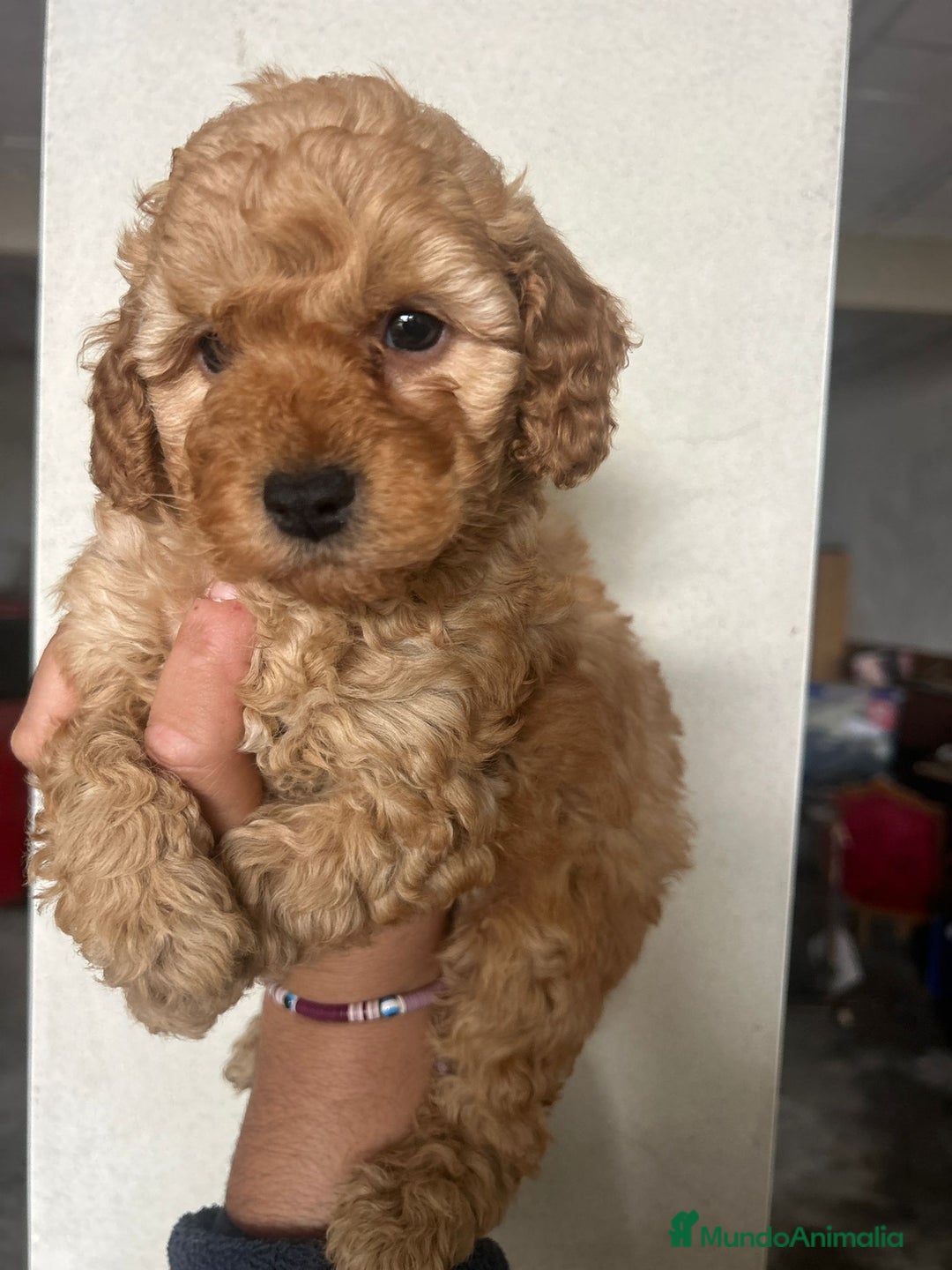 Caniche Toy perros en venta: Caniche toy  - Anuncio 2