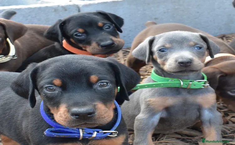 Dobermann perros - Anuncio 1