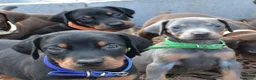 Dobermann perros en venta: DOBERMAN BLUE DE CALIDAD , LLÁMENOS  608 76 13 65  - Anuncio 1