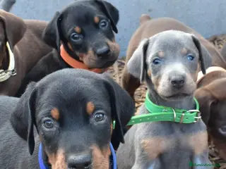 Dobermann perros DOBERMAN BLUE DE CALIDAD , LLÁMENOS 608 76 13 65 - Anuncio 3