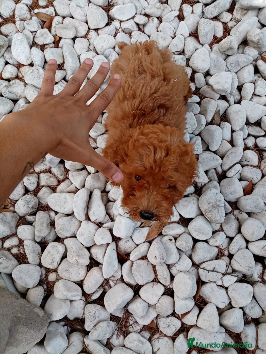 Caniche Enano perros en venta: CANICHE ENANO - Anuncio 4