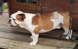 Bulldog Inglés perros para monta: Excellente bulldog inglés  - Imagen 1