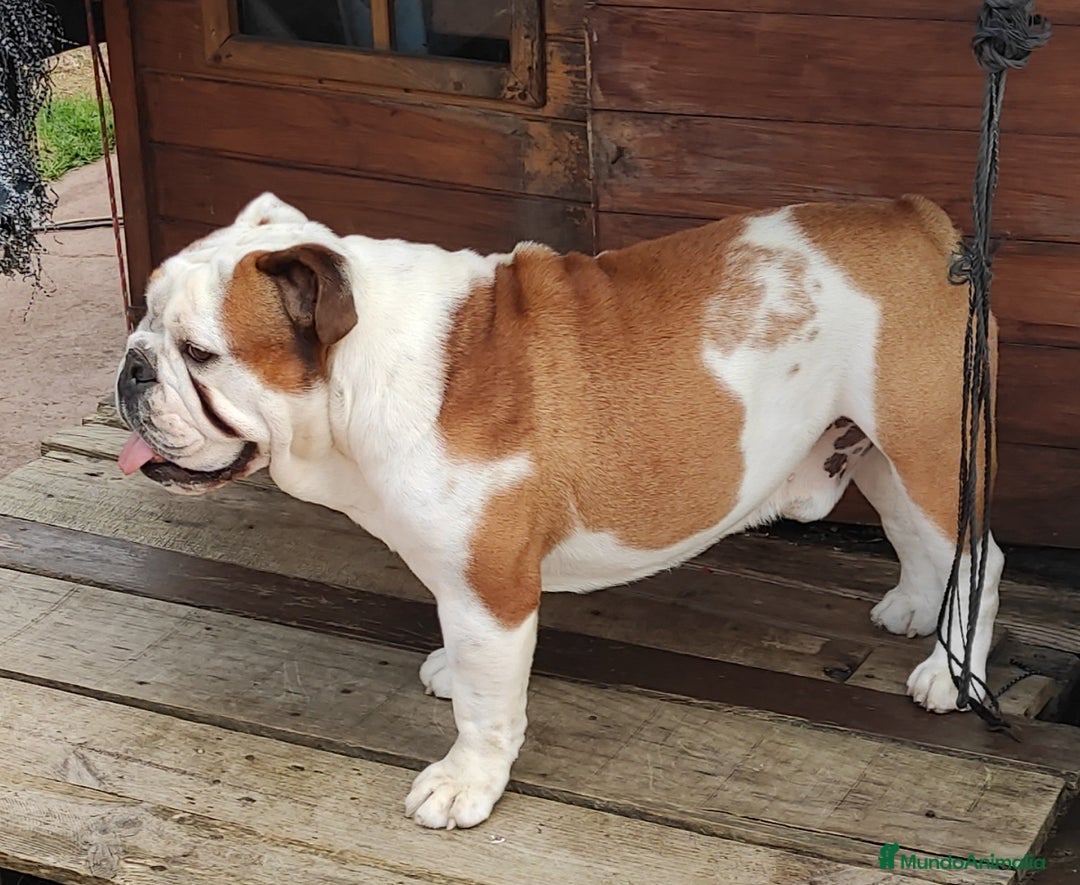 Bulldog Inglés perros para monta: Excellente bulldog inglés  - Imagen 1