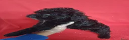 Perro de Agua Español perros en venta: Perro de Agua Español  - Anuncio 2