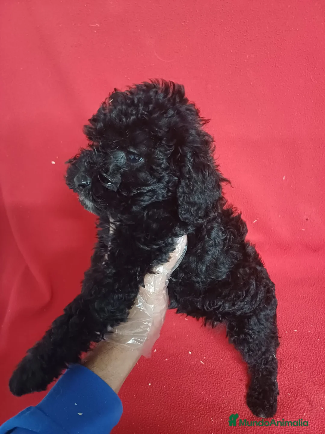 Perro de Agua Español perros en venta: Perro de Agua Español  - Anuncio 2