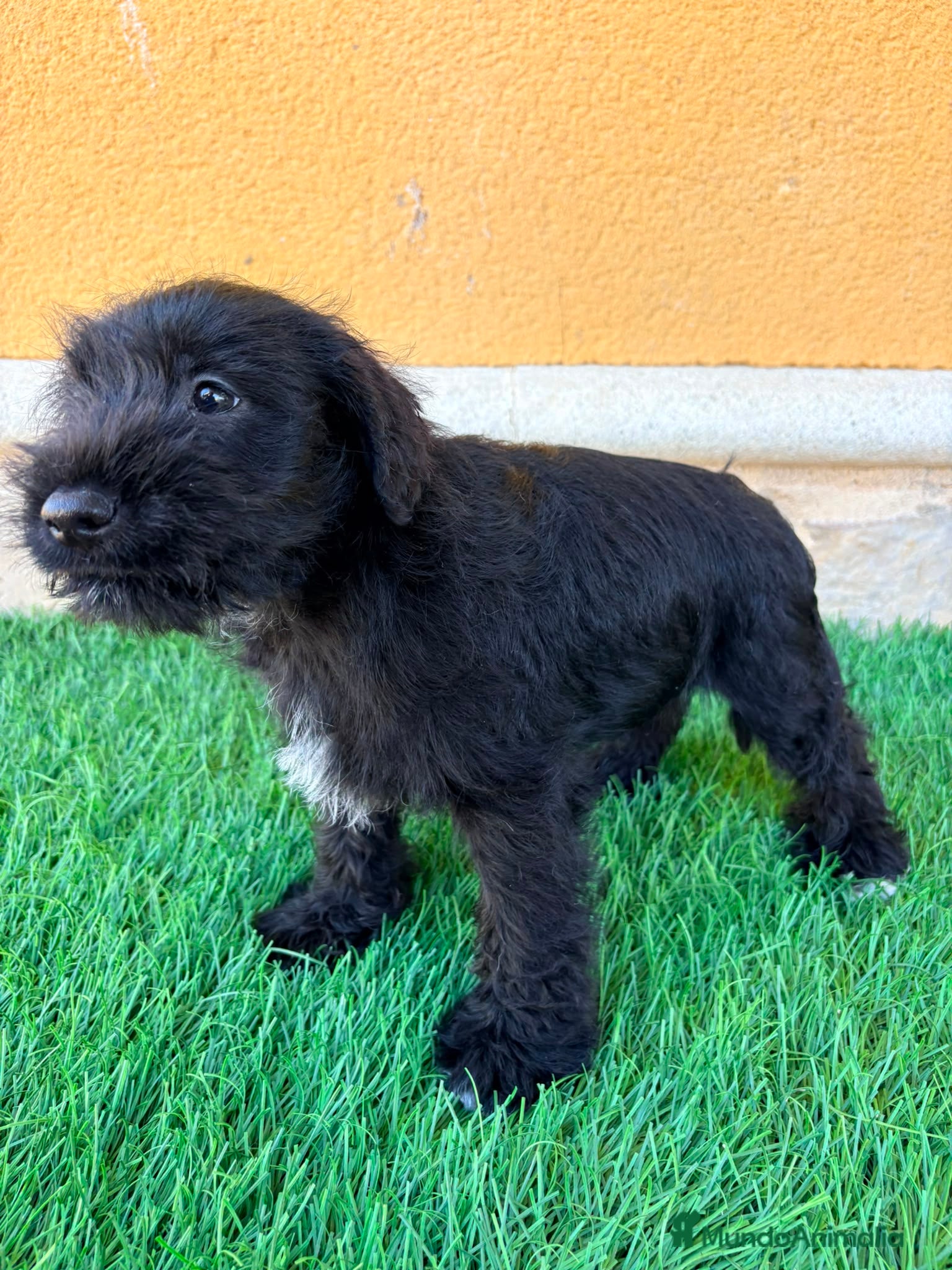 Schnauzer Miniatura perros Schnauzer miniatura negro  - Anuncio 3
