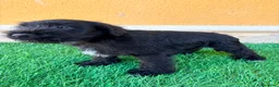 Schnauzer Miniatura perros en venta: Schnauzer miniatura negro  - Anuncio 1