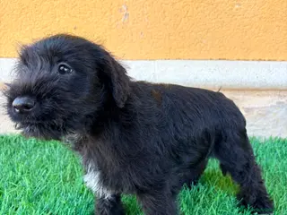 Schnauzer Miniatura perros Schnauzer miniatura negro - Anuncio 1
