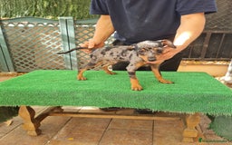 Pinscher Miniatura perros en venta: Pinscher  mini - Imagen 7