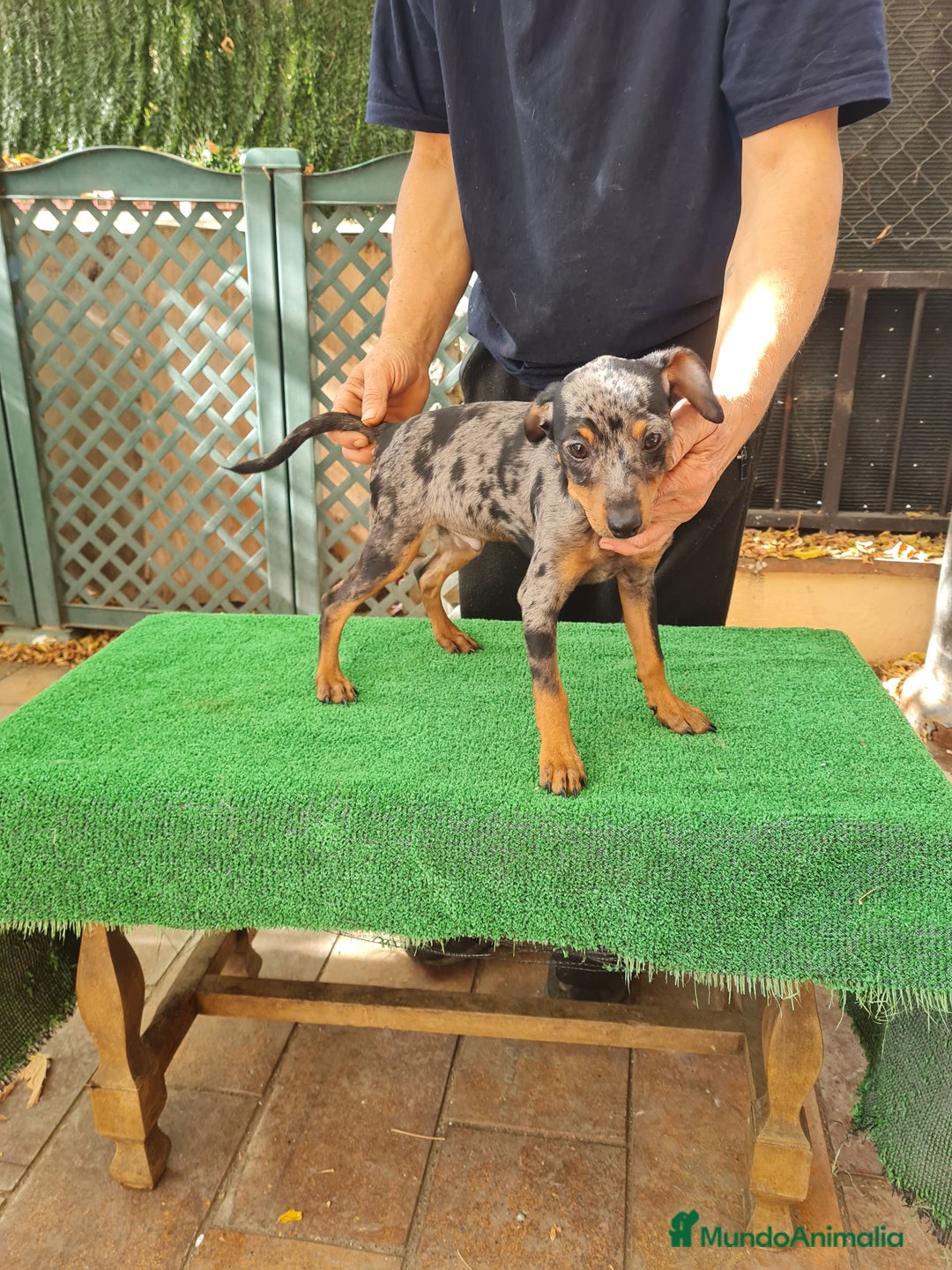 Pinscher Miniatura perros en venta: Pinscher  mini - Imagen 7