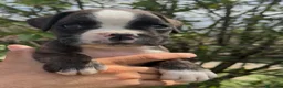 Boxer perros en venta: Cachorros BOXER - Anuncio 4