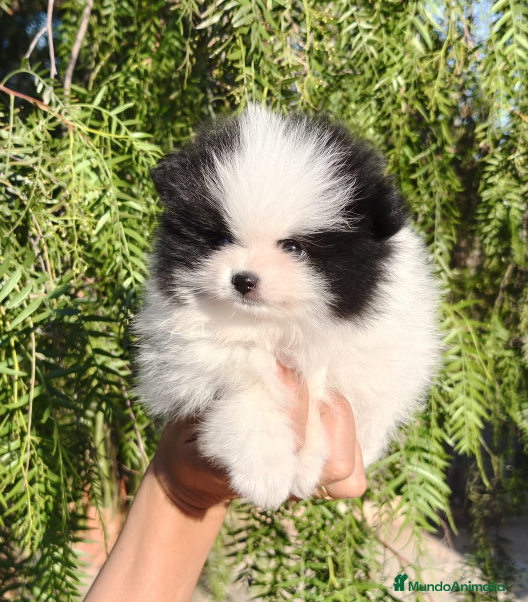 Pomerania perros en venta: Pomerania Blanco y Negro línea rusa  - Imagen 1