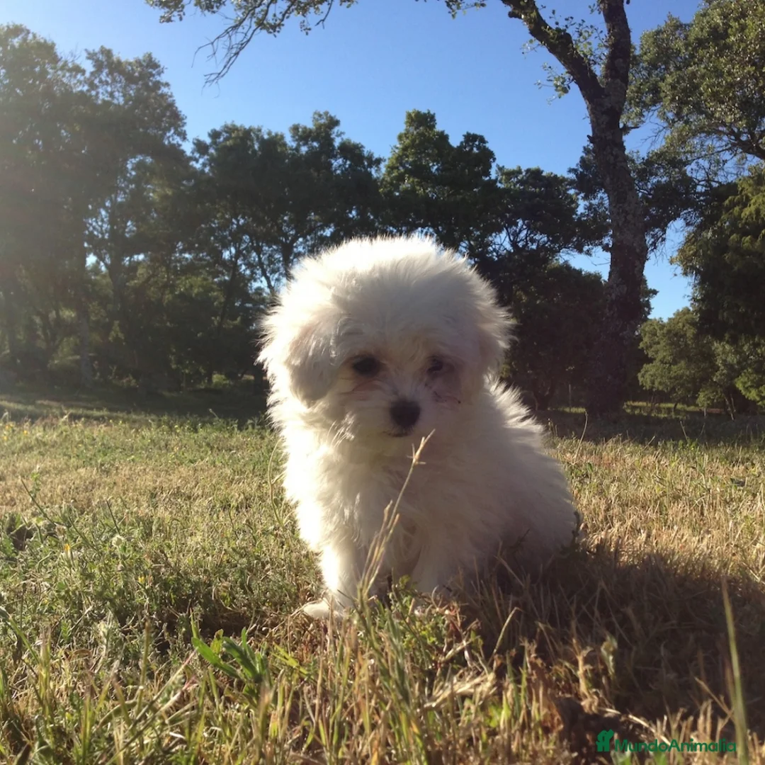 Bichón Maltés perros en venta: Bichon maltes toy en Madrid - Anuncio 4