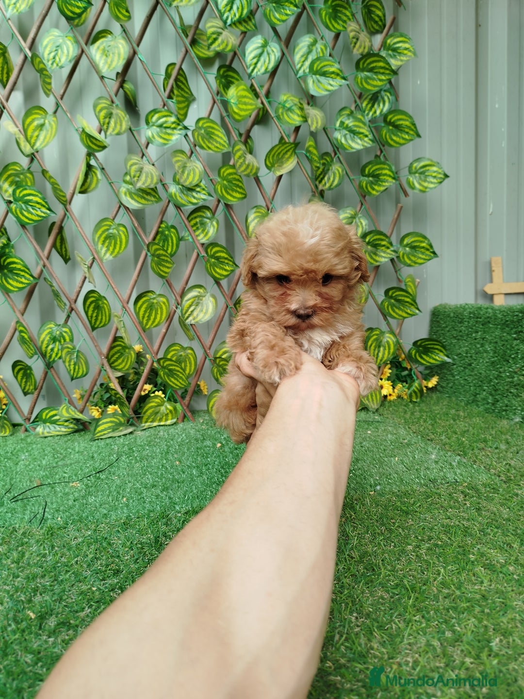 Maltipoo perros en venta: Maltipoo toy  - Imagen 1