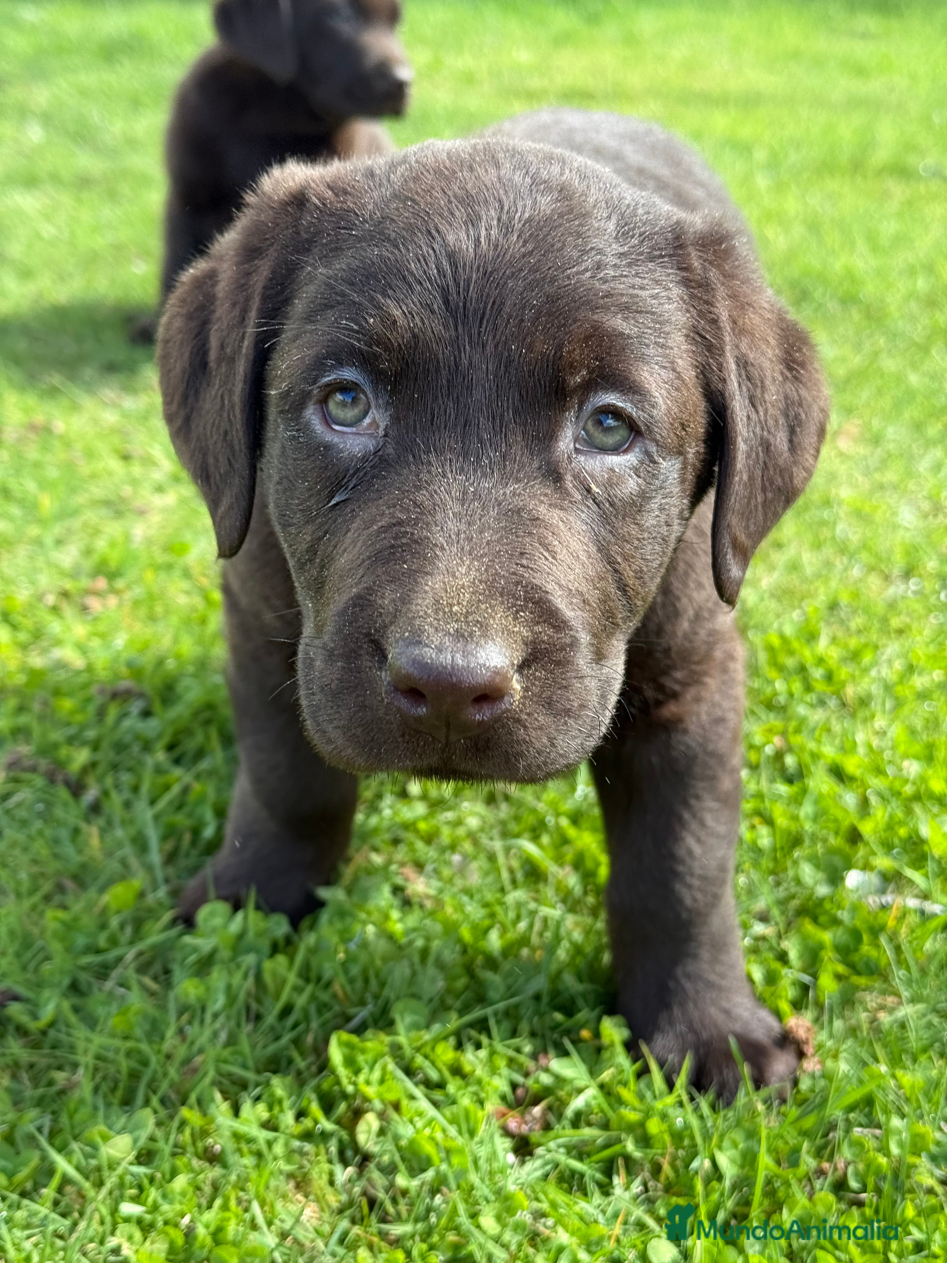Labrador Retriever perros CAMADA DE LABRADOR CHOCOLATE - Anuncio 3