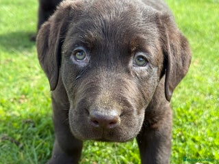 Labrador Retriever perros CAMADA DE LABRADOR CHOCOLATE - Anuncio 1