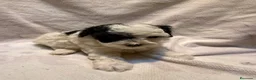 Caniche Toy perros en venta: CANICHE PARTICOLOR - Anuncio 4