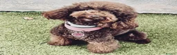 Caniche Toy perros en venta: CAMADA CANICJE TOY CHOCOLATE HEMBRAS - Anuncio 4