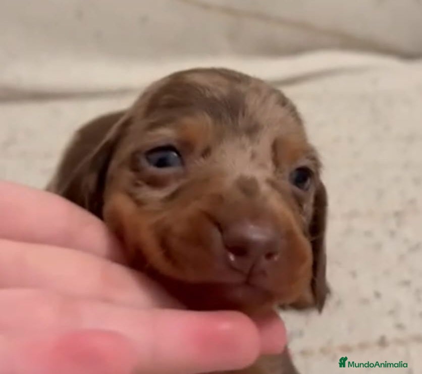 Teckel perros Teckel Mini Arl. Chocolate Hembra - Anuncio 9