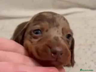 Teckel perros Teckel Mini Arl. Chocolate Hembra - Anuncio 9