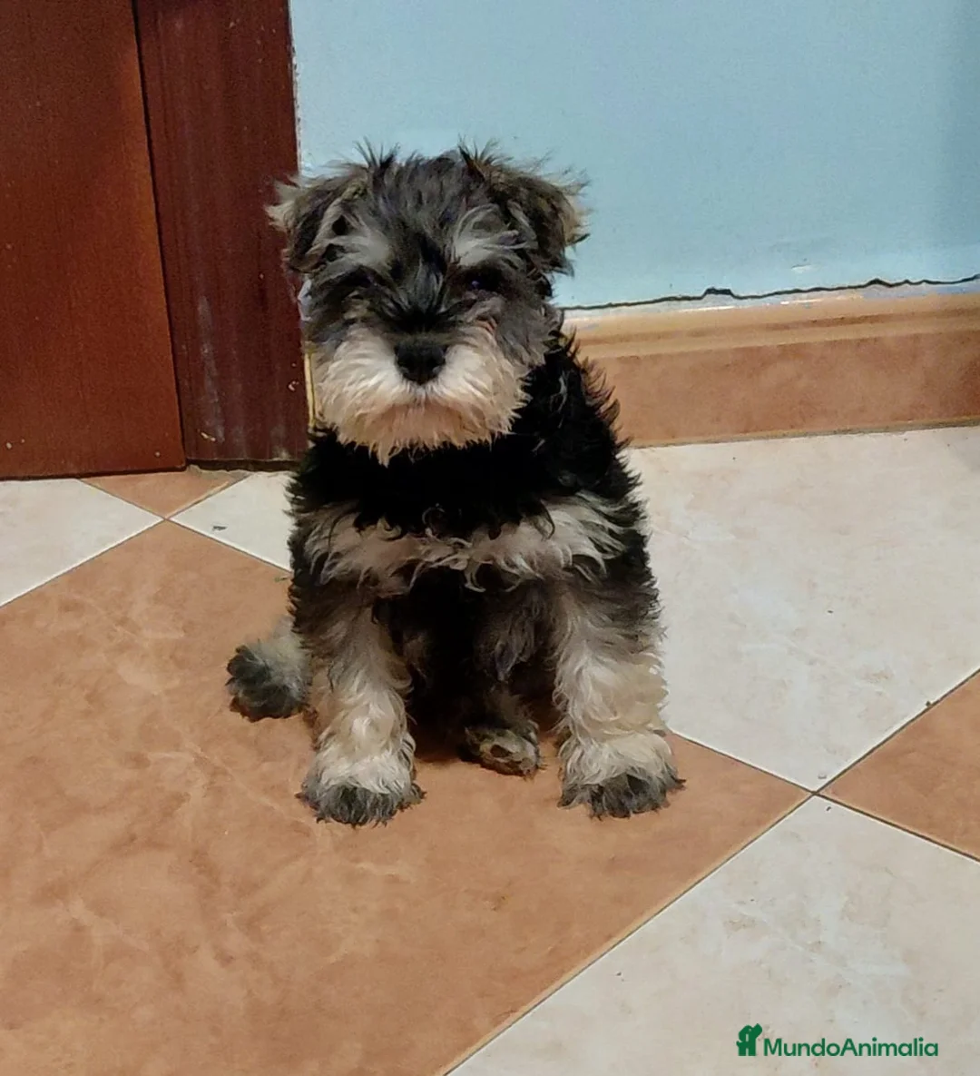 Schnauzer Miniatura perros en venta: Esnauzer Mini hembra y macho  - Anuncio 2