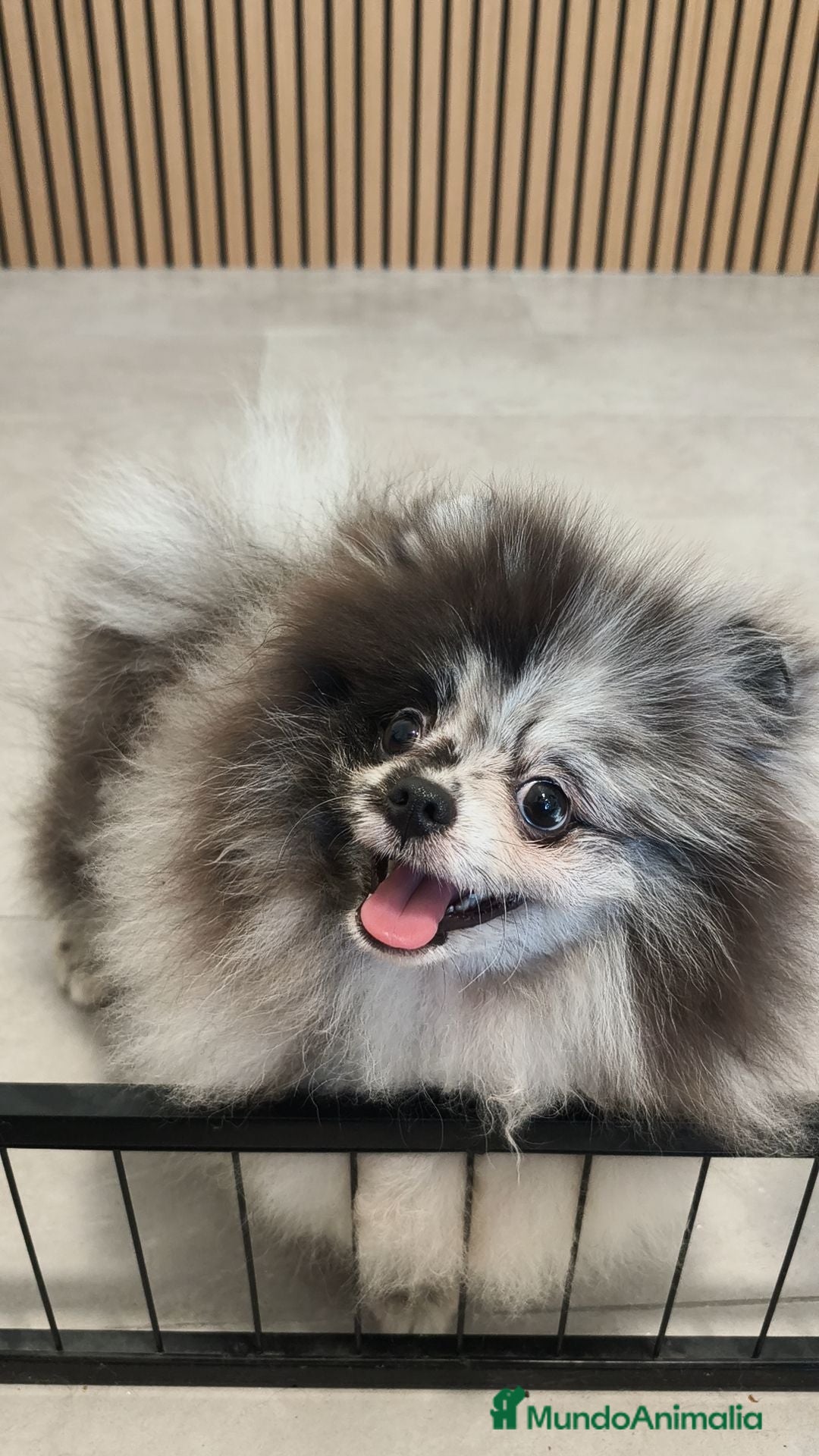 Pomerania perros POMERANIA Merle ♂️ de máxima calidad  - Anuncio 3