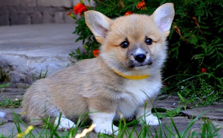 Welsh Corgi Pembroke perros en Valencia - Propaganda 1