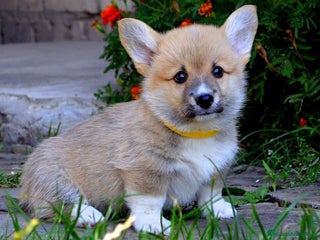 Welsh Corgi Pembroke perros en Valencia - Anuncio 2