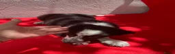 Border Collie perros en venta: Excelentes cachorros Border collie  - Anuncio 2