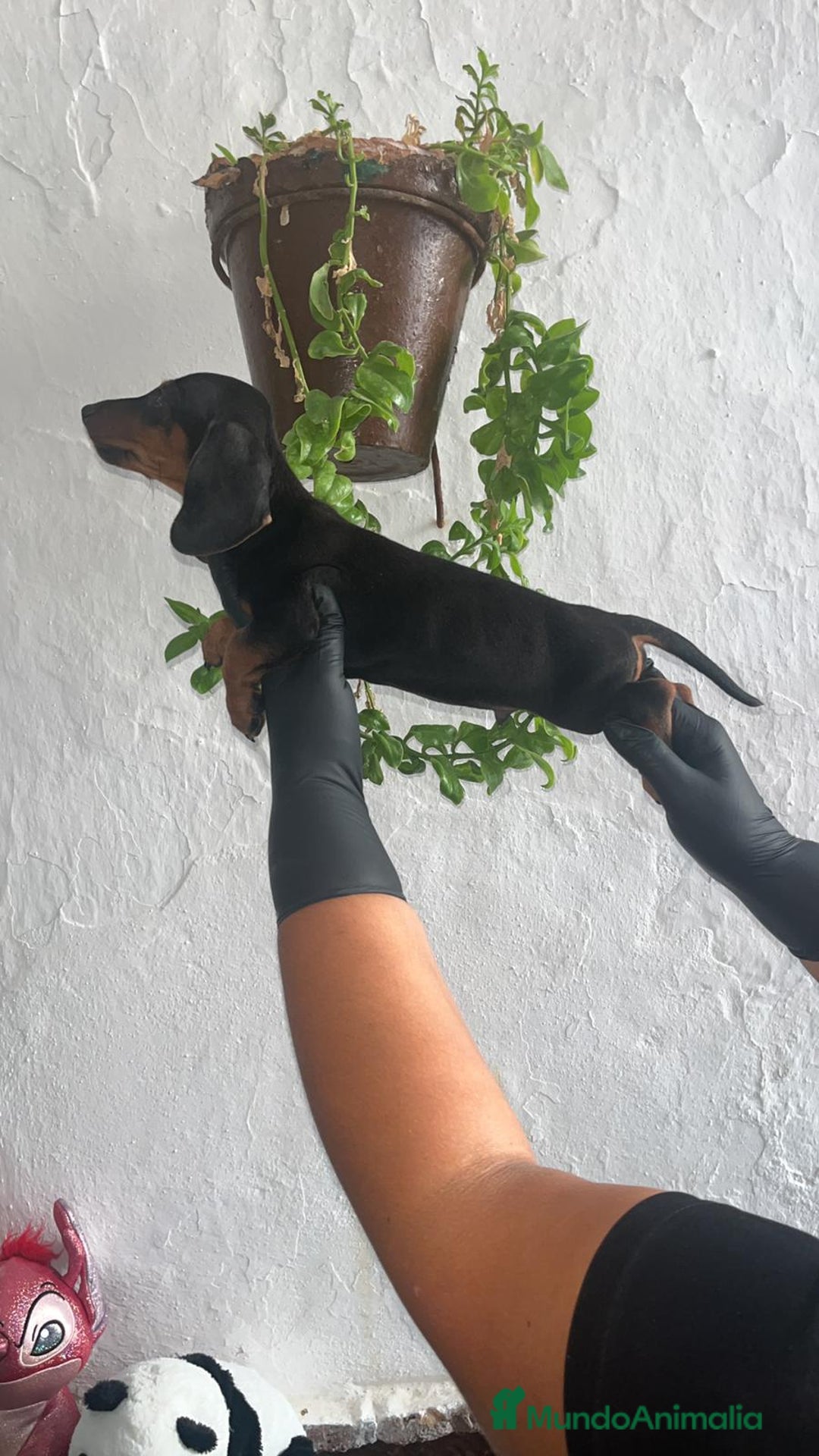 Teckel Miniatura perros en venta: Cachorritos negro/fuego impresionantes - Imagen 4