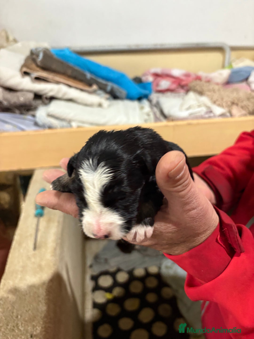 Border Collie perros en venta: Cachorros border collie machos y hembras varios  - Anuncio 25