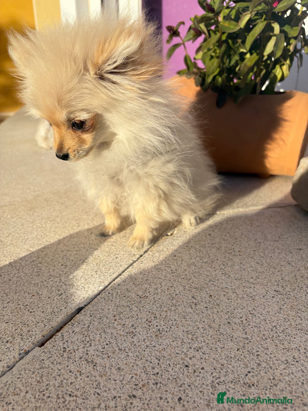 Pomerania perros en venta: Lulu Pomerania Micro Toy  - Anuncio 3