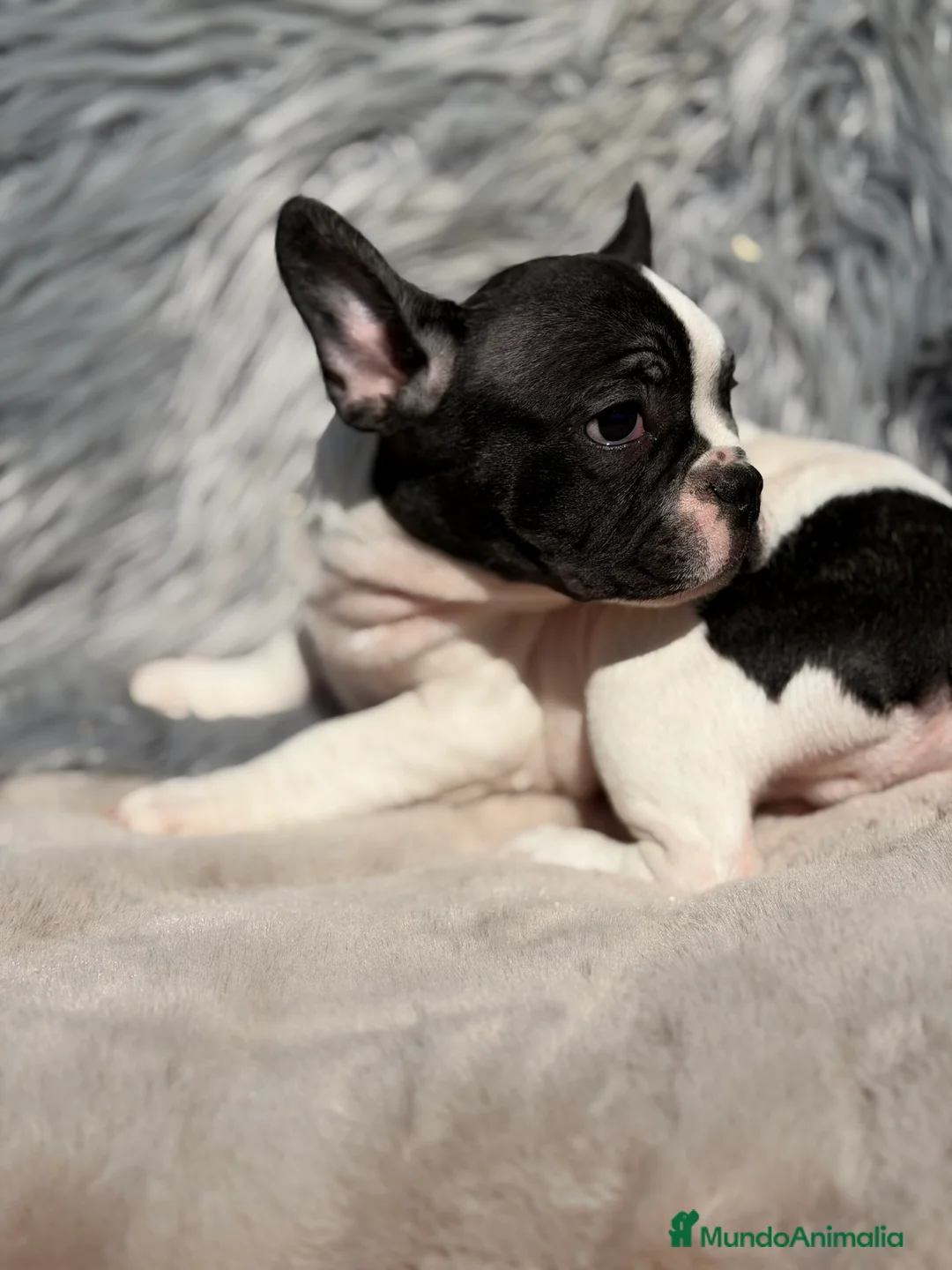 Bulldog Francés perros en venta: Bulldog macho  bulldog Frances vaca  - Anuncio 2