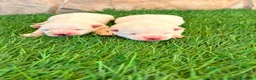 West Highland White Terrier perros en venta: West Highland white terrier-Westy - Anuncio 5