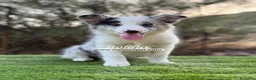 Border Collie perros en venta: BORDER COLLIE MERLE HEMBRA - Anuncio 3
